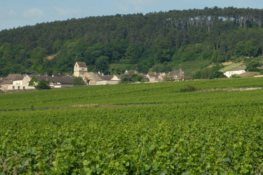 Burgund Cote de Beaune