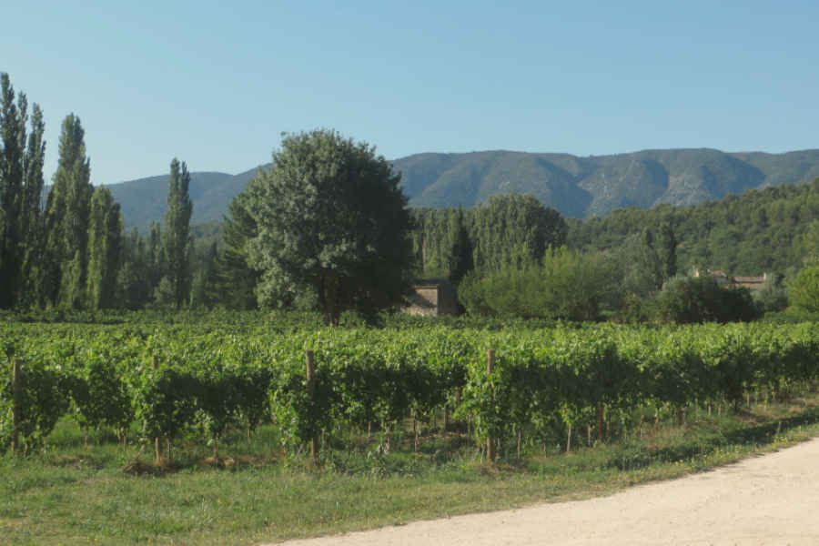 Weinberg der Domaine La Garelle Weinberg der Domaine La Garelle